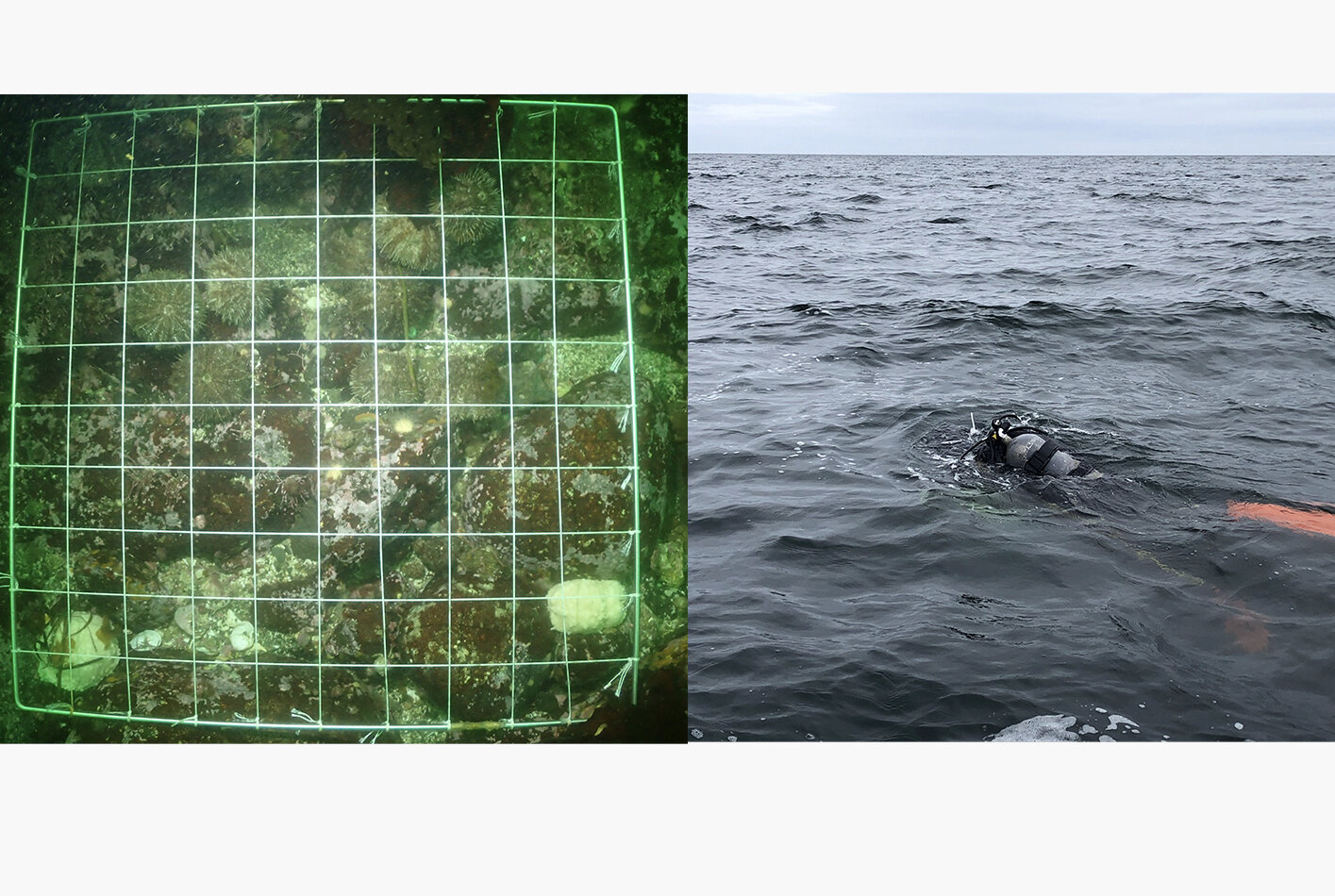 潜水士が潜り、調査海域の海底にすむ生き物を調査。写真は2020年の調査のもの